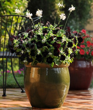 Ball’s Black Velvet Petunia is a striking contrast with the company’s Breathless White Euphorbia and Ballerina White Gaura.