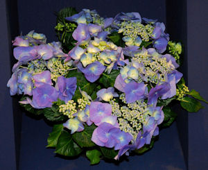Photo: Tesselaar Plants