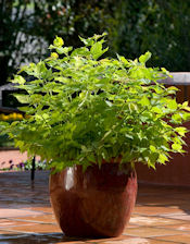 Photo: Ball Horticultural Company