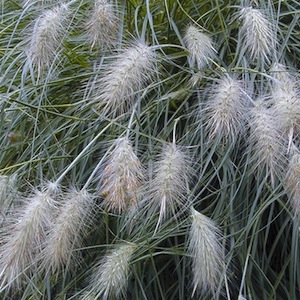Pennisetum Photo: Pennisetum villosum