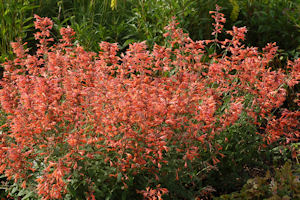 Summer_Sunset300 Photo: Terra Nova Nurseries