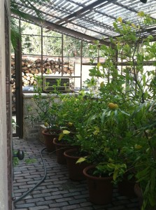 A Lambert-designed greenhouse showcases colorful lemon trees.