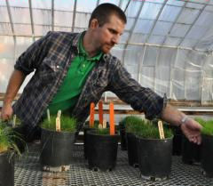 Alec Kowalewski, OSU's new turf specialist, reaches for a pot of creeping bentgrass. (Photo by Tiffany Woods)