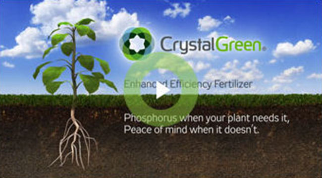 screenshot: Crystal Green