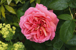 DavidAustinRoses.com