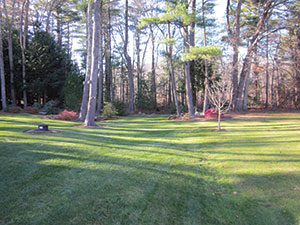 Grassmaster Plus