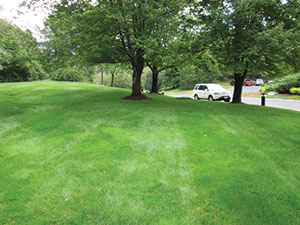 Grassmaster Plus
