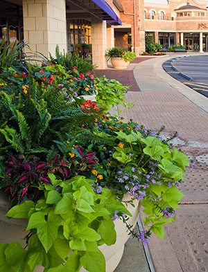 To everything, there’s a season. There are 47 containers and more than two dozen flower beds throughout the property that are changed seasonally. Photo: Linda Oyama Bryan