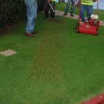 Photo: No Ka Oi Landscape Services