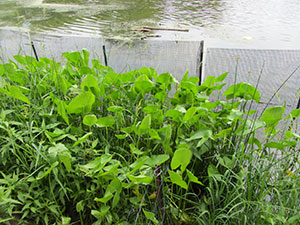 Hoffman Commercial Landscaping
