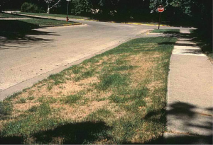 Sod webworm damage