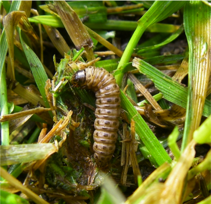 Sod webworm larva