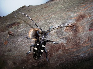 The Asian Longhorned Beetle dons long antennae and white spots on its 1 to 1½ inch-long, black body. Photo: USDA