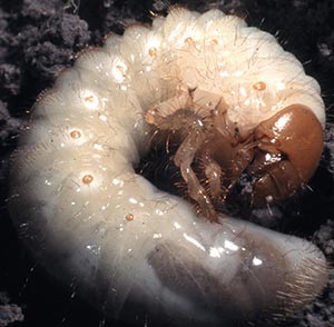 Grub