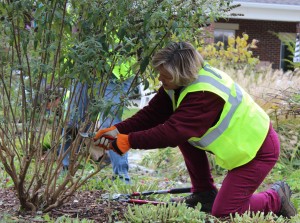 Martha Hill, with Hinds Community College in Jackson, Miss., uses pruning shears in the butterfly garden. Photo: Sarah Pfledderer.