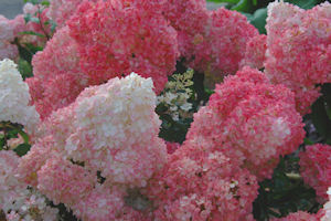 Photo: FirstEditionsPlants.com