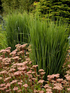 Switchgrass300