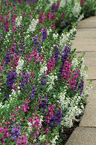 Angelonia, like this Serenita Mixture from PanAmerican Seed, is known for its upright habit.
