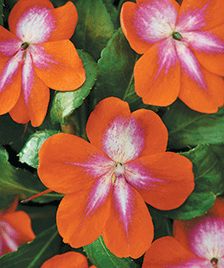 BallFloral Plant's Patchwork series of impatiens, Cosmic Orange.