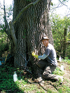 Joshua Taflinger met a demand to combat the emerald ash borer.