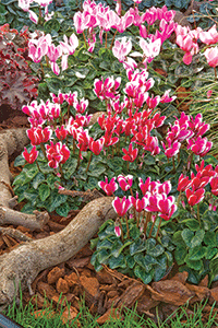 In warm regions, cyclamen persicum, like this Snowridge Mini Wine from Syngenta Flowers, can be planted as perennial.