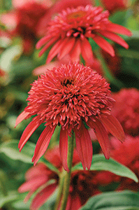 Darwin Perennials' double scoop cranberry echinacea
