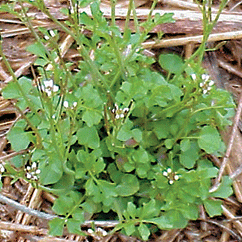 Hbittercress3-rev_C2101_R33754