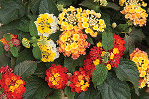 Lantana display a wide variety of growing habits. Bandana Lemon Squeeze, shown here, is one of 28 colors in Syngenta's Kwik Kombos series.