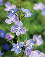 iSt03104033SPEEDWELL_C2101_R33794