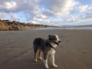 The company’s mascot, Wallace. Photo: Blue Watchdog Conservation