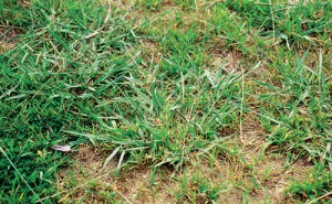 Dallisgrass is a hard-to- control perennial weed that operators would like a solution for and manufacturers have their eyes on. PHOTO: John D. Byrd, Mississippi State University, Bugwood.org
