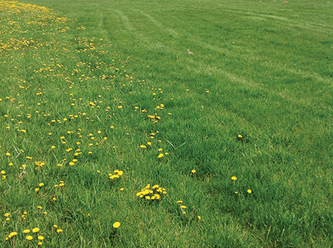 PHOTO: Dow AgroSciences