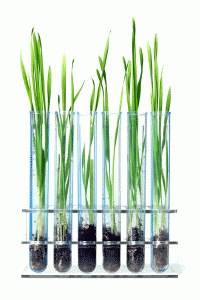 grass-test-tubes