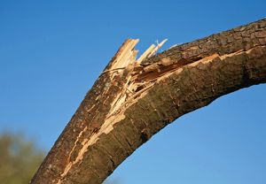 BrokenTreeBranch Image: iStock/Allkindza