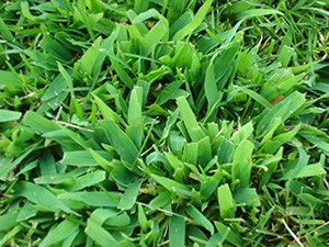 Crabgrass