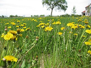 Dandelion