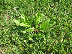 Plantain