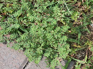Spurge