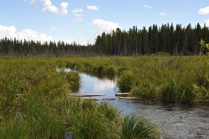 Marsh