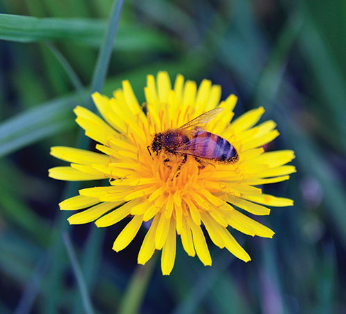 Bee on dandelion. Photo: ©istock.com/jamesvancouver