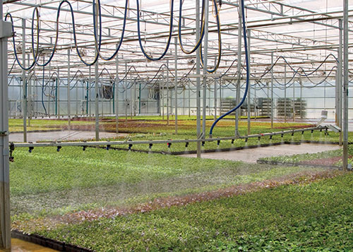 Buy early and
collaborate with growers to overcome plant
shortages, experts say.