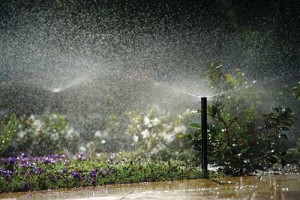 Check valves help prevent water loss in the event a sprayhead is damaged or broken.