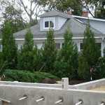 A row of Cryptomeria was planted to serve as the first layer of screening plants in order to minimize the impact of the neighboring home.