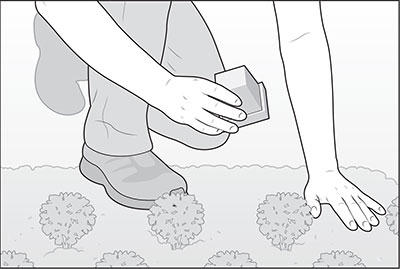 annuals-3