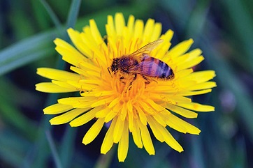 iStock_bee-slider_362