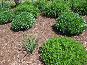 Dow-AgroSciences-1 Photo: WeedPro
