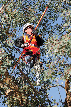 Among the educational offers Desert Classic covers is certified arborist training.