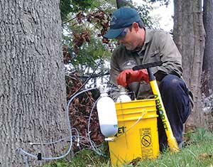 Treating trees with fertilizers and control products is one portion of Piscataqua Landscaping’s tree work.