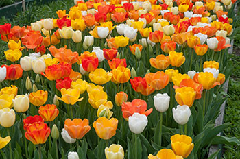 Colorblends' Bedspread Tulip Blend Chardonnay.