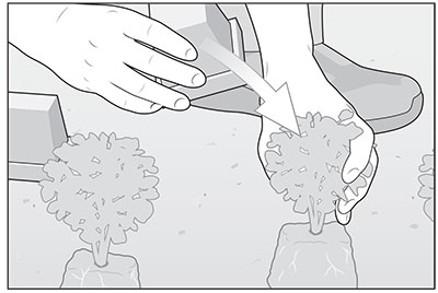 annuals